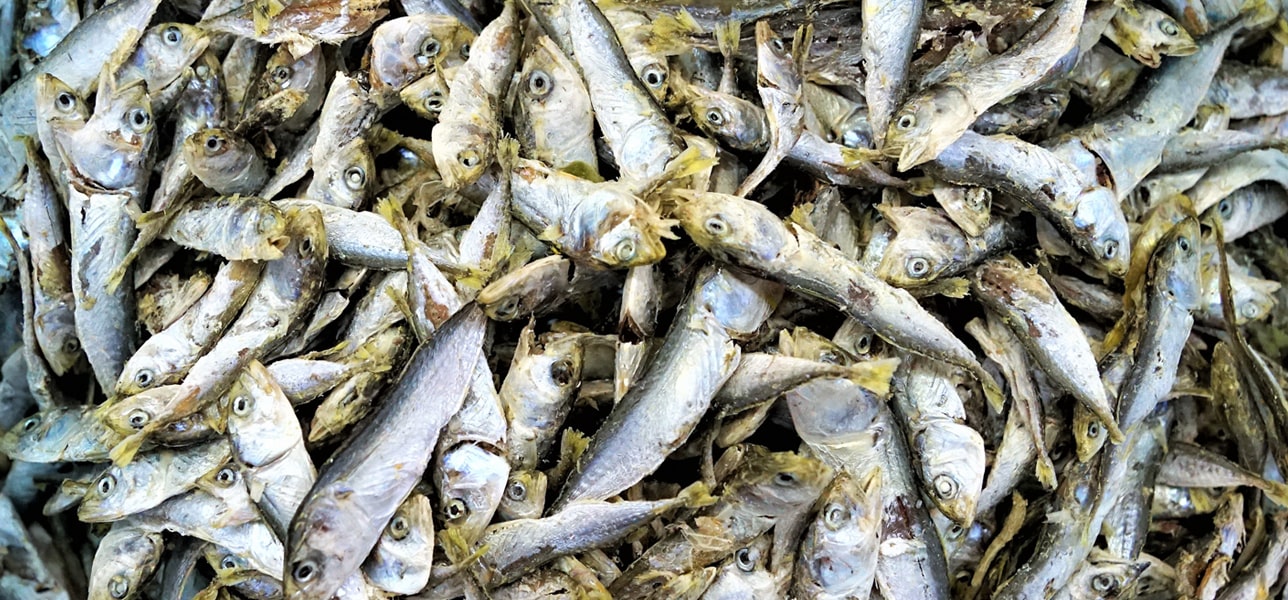 Picture of Fish Oil beingfilled into small glass bottles.